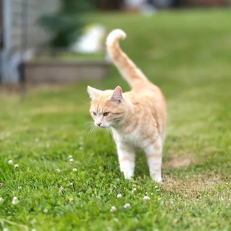 Eva Διαμέρισμα