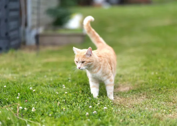 Eva Апартаменты